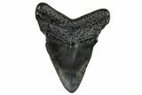 Bargain, Juvenile Megalodon Tooth - Repaired #251687-1